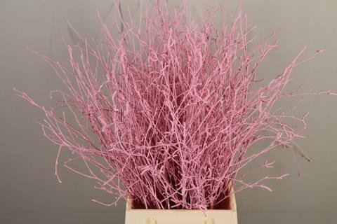 <h4>Betula paint light pink</h4>