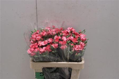 <h4>Di Tr Symply Stripefly</h4>