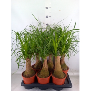 Beaucarnea recurvata