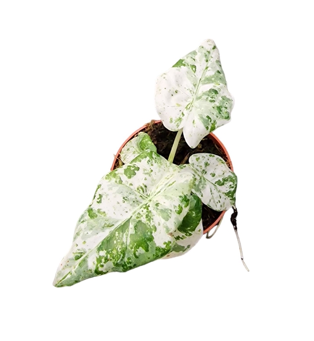 <h4>Alocasia</h4>