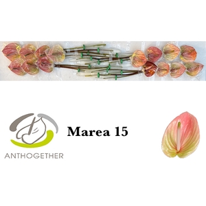 ANTH A MAREA 15