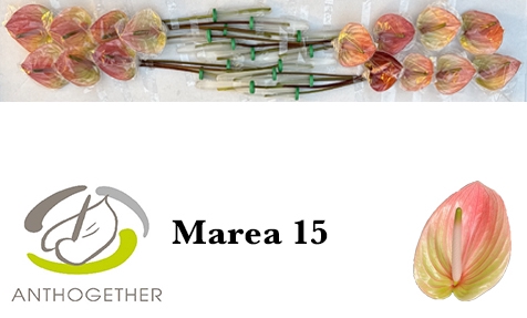 <h4>ANTH A MAREA 15</h4>