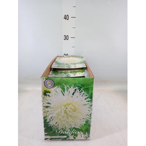 Dahlia   ...flowerbulbs