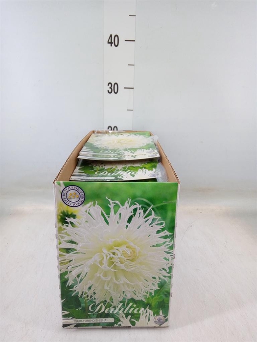 <h4>Dahlia   ...flowerbulbs</h4>