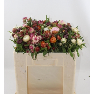 Helichrysum Gem Bs