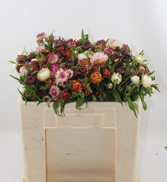 <h4>Helichrysum Gem Bs</h4>