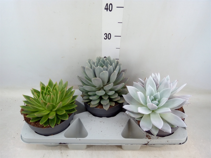 <h4>Echeveria   ...mix</h4>