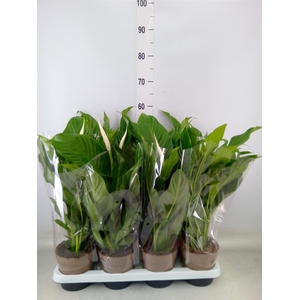 Spathiphyllum  'Sweet Silvio'