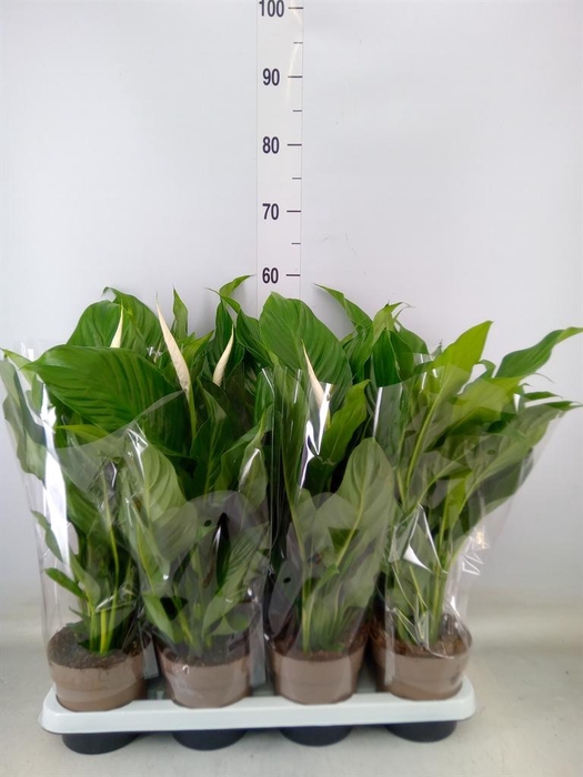 <h4>Spathiphyllum 'Sweet Silvio'</h4>