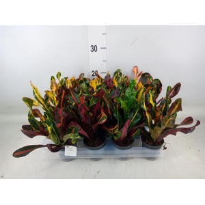 Codiaeum var. GR 'Mammi'