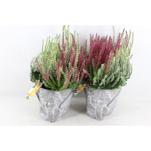 arr4 Outdoor JS - Ker. potje engel Caluna