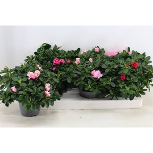 RHODO SI VOGEL GEM
