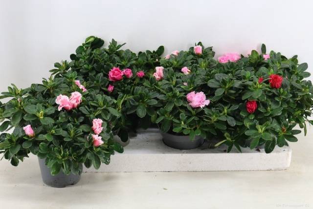 <h4>RHODO SI VOGEL GEM</h4>