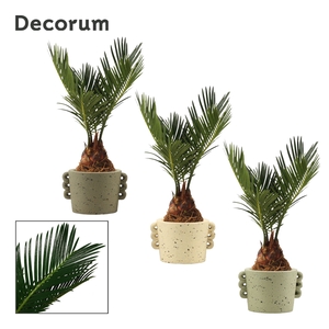 Cycas revoluta 6 cm, 3+ veren in Dione (Nature world-collection)