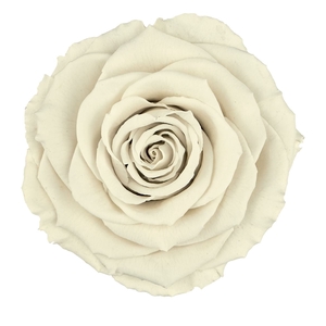 PRESERVED ROSA LL WHI 04