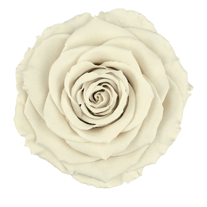 <h4>PRESERVED ROSA LL WHI 04</h4>