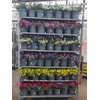 ACTIE Cyclamen super serie 13cm diverse kleuren