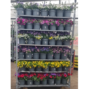 ACTIE Perkplanten 19 cm volle mixkar diverse soorten