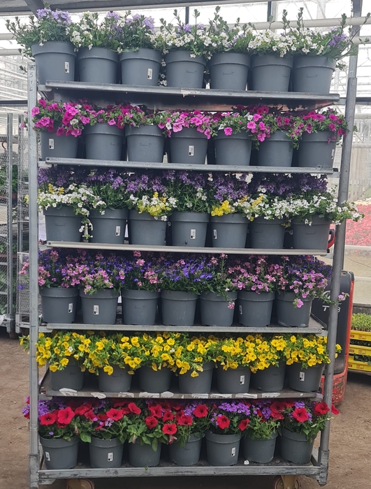 <h4>ACTIE Perkplanten 19 cm volle mixkar diverse soorten</h4>