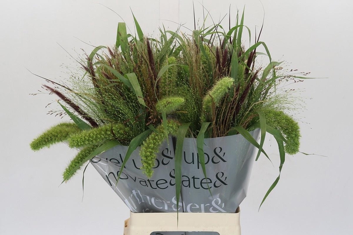 <h4>SIERGR GEM FUST</h4>