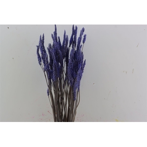 Dried Celosia Lavender Bunch