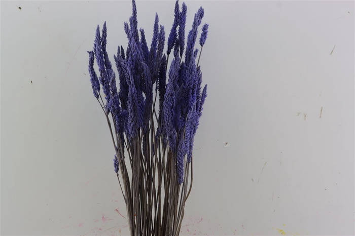 <h4>Dried Celosia Lavender Bunch</h4>
