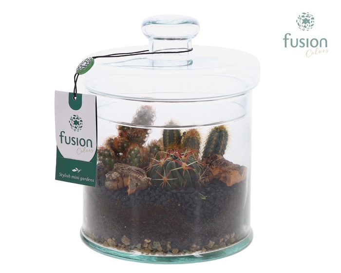 <h4>Glas Pot met Deksel en Arrangement</h4>