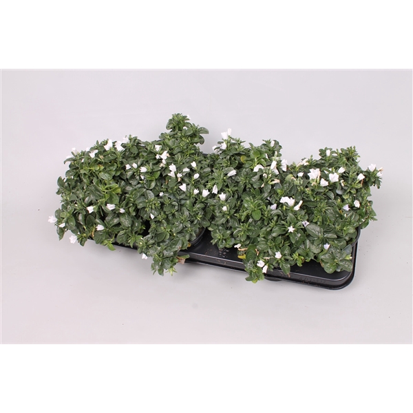 <h4>Convolvulus White</h4>