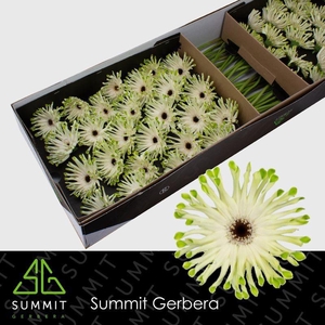 Gerbera Pastini Arona Doos