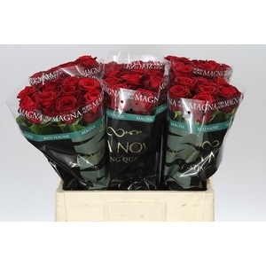 Rosa Gr Red Naomi Porta