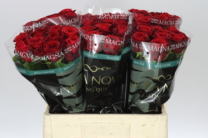 <h4>Rosa Gr Red Naomi Porta</h4>