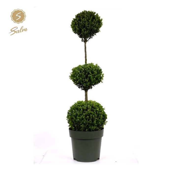 <h4>Ilex crenata 'Jenny'® Trio-Ball on Stem P30</h4>