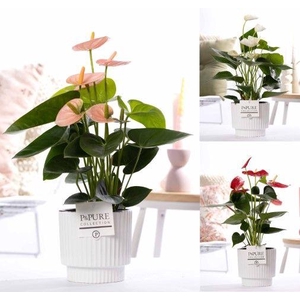 Anthurium mix in P&PURE Ivy ceramics shiny white