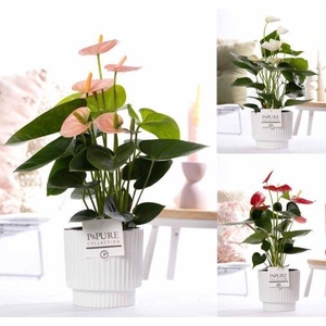 Anthurium mix in P&PURE Ivy ceramics shiny white