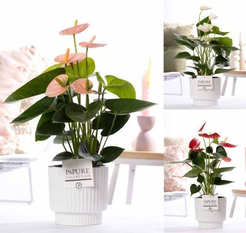<h4>Anthurium mix in P&PURE Ivy ceramics shiny white</h4>