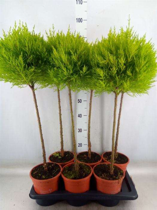 <h4>Cupressus macro. 'Goldcrest' .shape</h4>