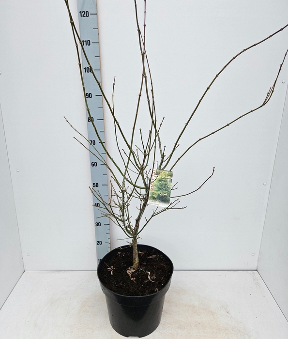 Acer palmatum Koto-no-ito