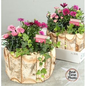 ARR TUINPLANTEN