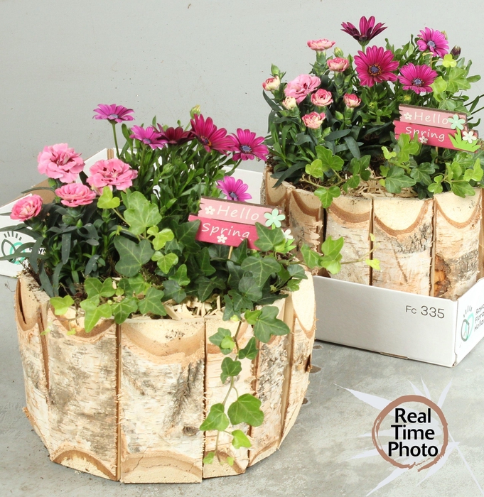 <h4>ARR TUINPLANTEN</h4>
