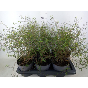 Sophora prostrata 'Little Baby'