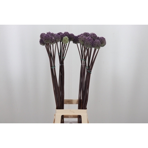 Allium Summer Drumme