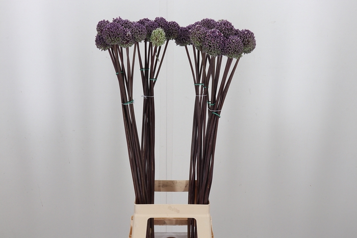 <h4>Allium Summer Drumme</h4>