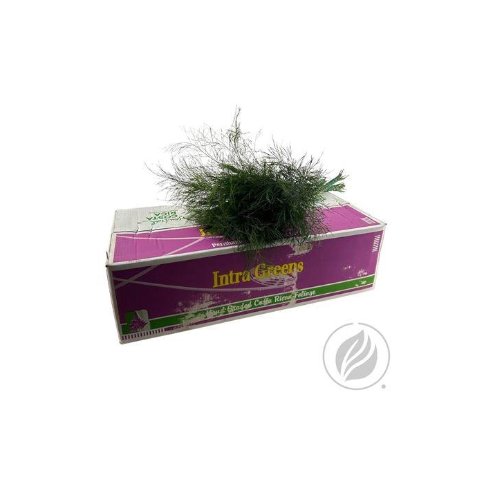 <h4>TREEFERN INTRAGREENS</h4>