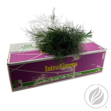 <h4>TREEFERN CR</h4>