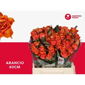 R GR ARANCIO@ 40
