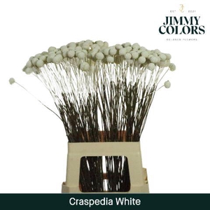 Craspedia L70 White