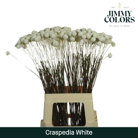 <h4>Craspedia L70 White</h4>