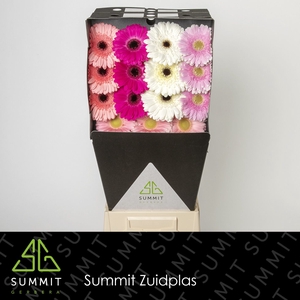 Gerbera Mix Pink Diamond