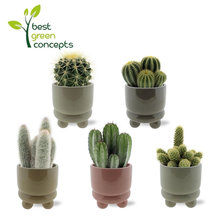 <h4>CACTUS OV</h4>
