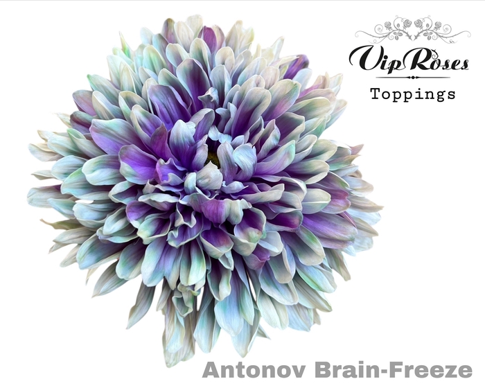 <h4>Chrys bl paint antonov brain freeze</h4>